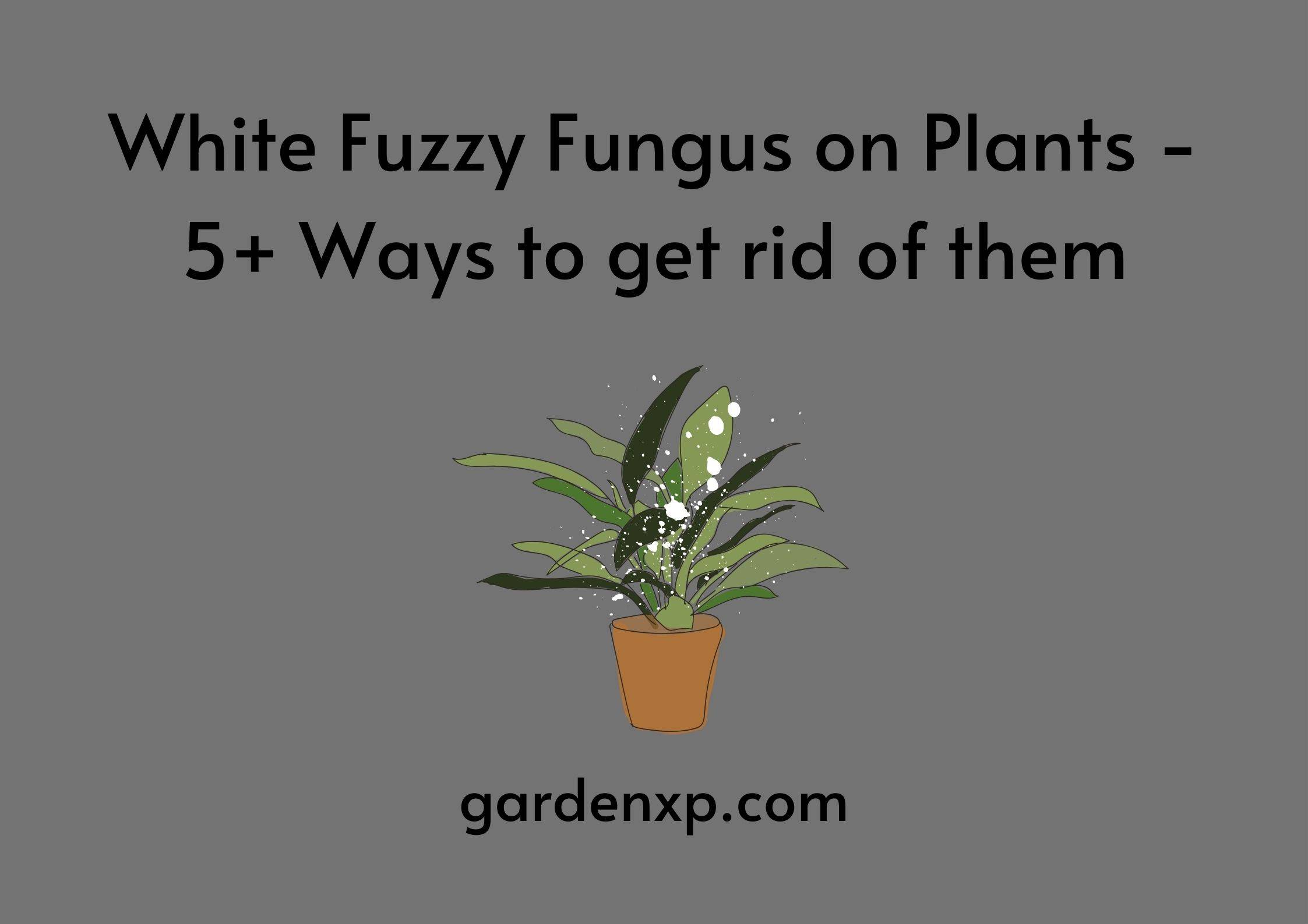White Fuzzy Fungus on Plants - 5+ Ways to get rid of them