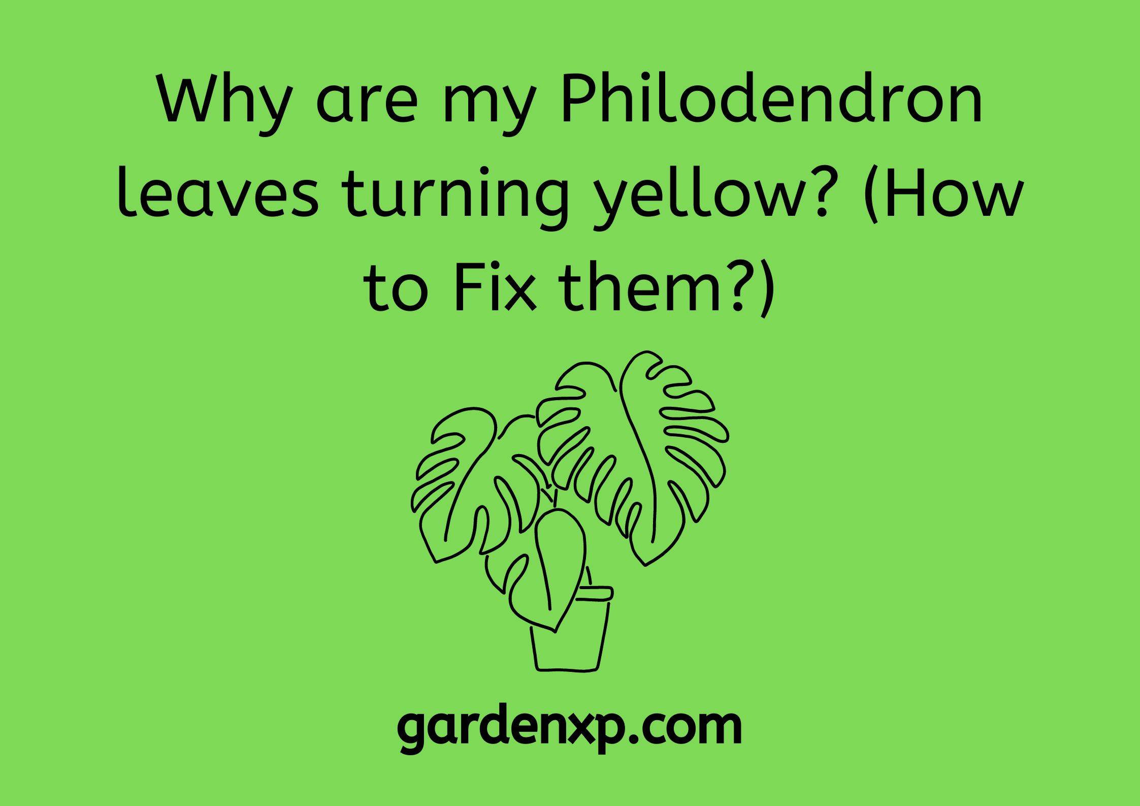 Why are my Philodendron leaves turning yellow? (How to Fix them?)