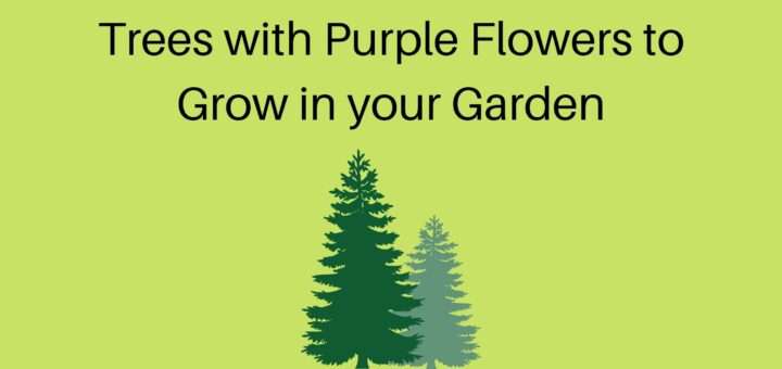 10 Most Beautiful Ornamental Trees with Purple Flowers to Grow in your Garden