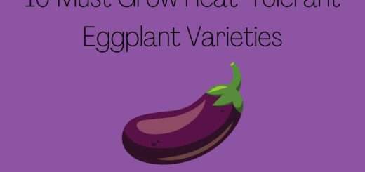 10 Must Grow Heat-Tolerant Eggplant Varieties