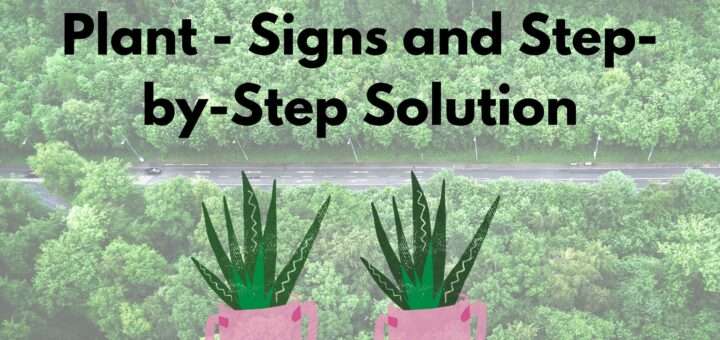 Underwatered Aloe Plant - Signs and Step-by-Step Solution