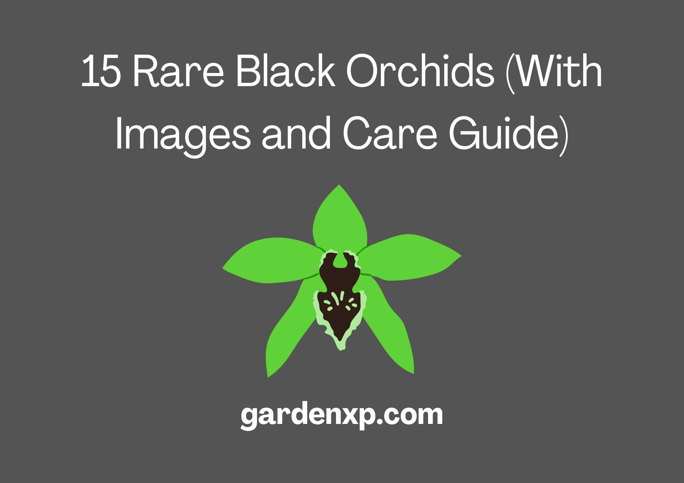 15 Rare Black Orchids (With Images and Care Guide)