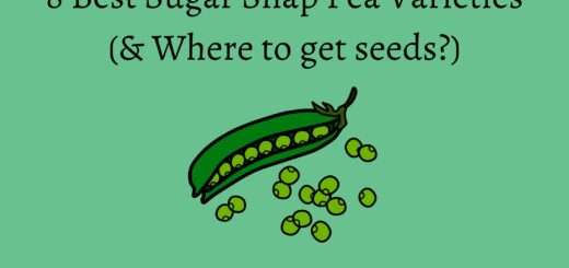 8 Best Sugar Snap Pea Varieties (& Where to get seeds?)