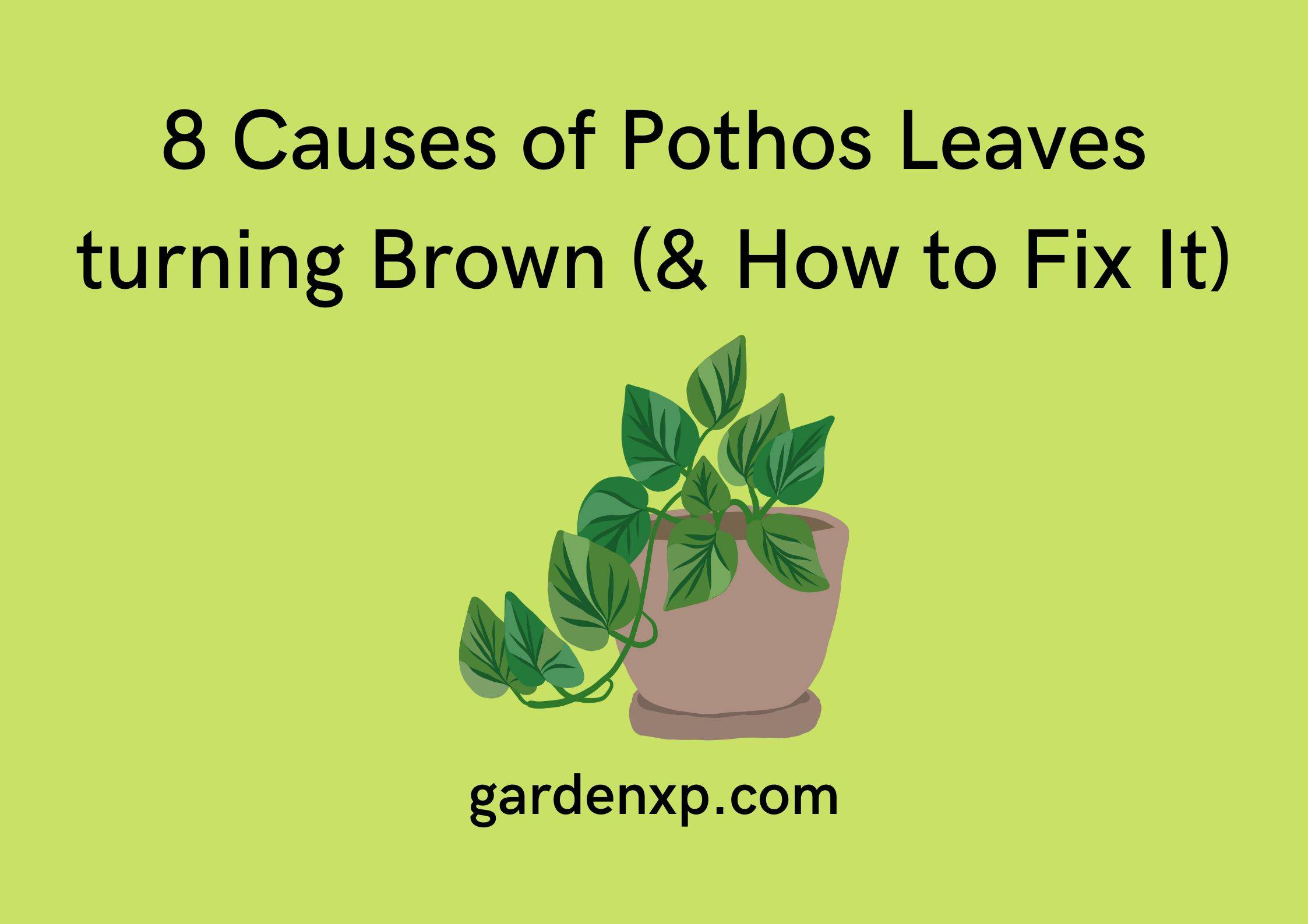 8 Causes of Pothos Leaves turning Brown (& How to Fix It)