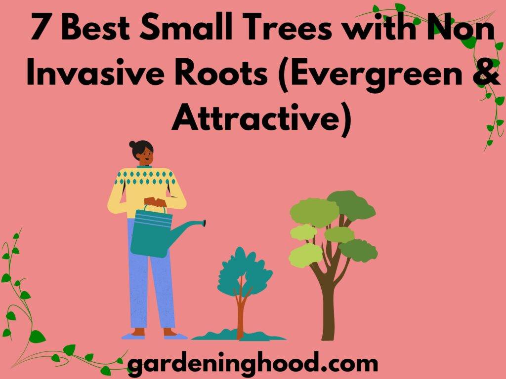 7 Best Small Trees With Non Invasive Roots Evergreen And Attractive