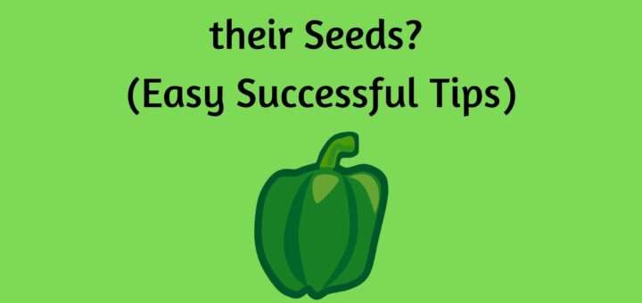 Can I grow Bell Peppers from their Seeds? (Easy Successful Tips)