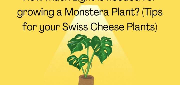 How much Light is needed for growing a Monstera Plant? (Tips for your Swiss Cheese Plants)