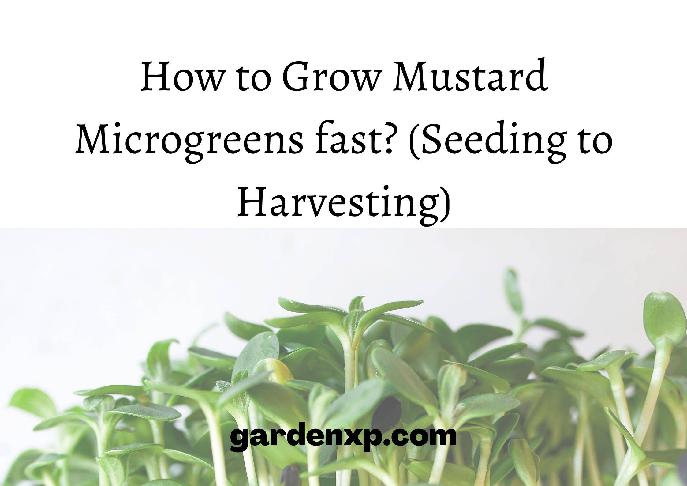 How to Grow Mustard Microgreens fast? (Seeding to Harvesting)