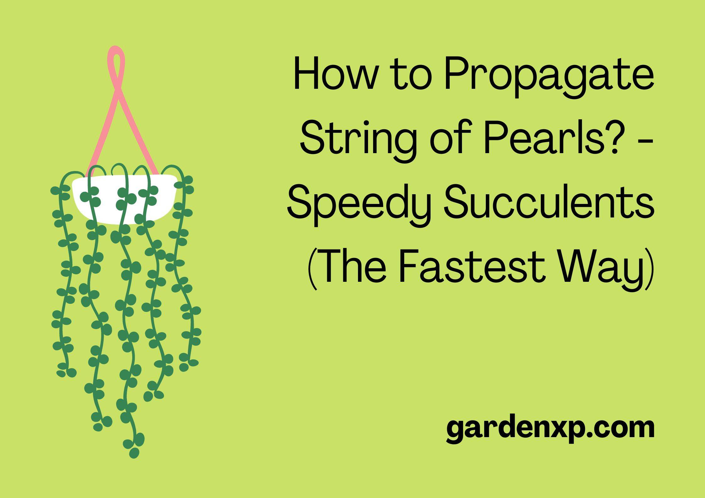 How to Propagate String Of Pearls? - Speedy Succulents (The Fastest Way)