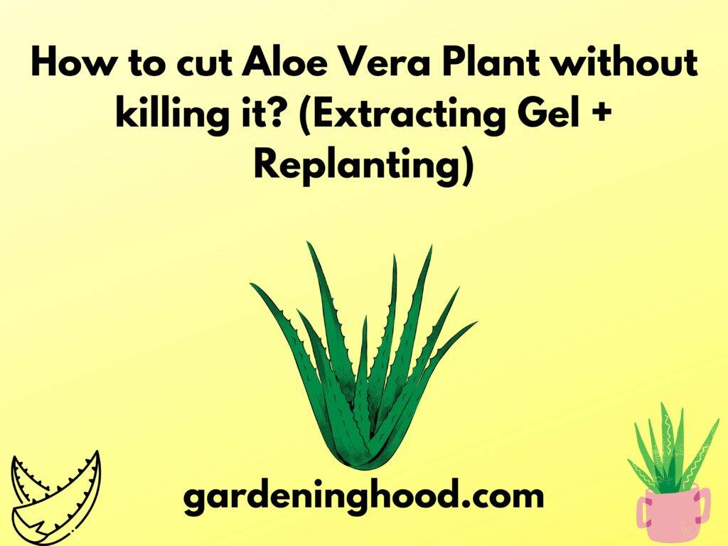 How To Cut Aloe Vera Plant Without Killing It Extracting Gel Replanting 0313