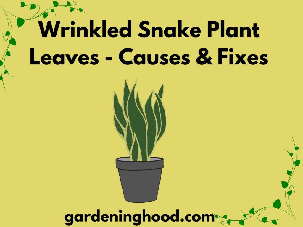 Wrinkled Snake Plant Leaves - Causes & Fixes