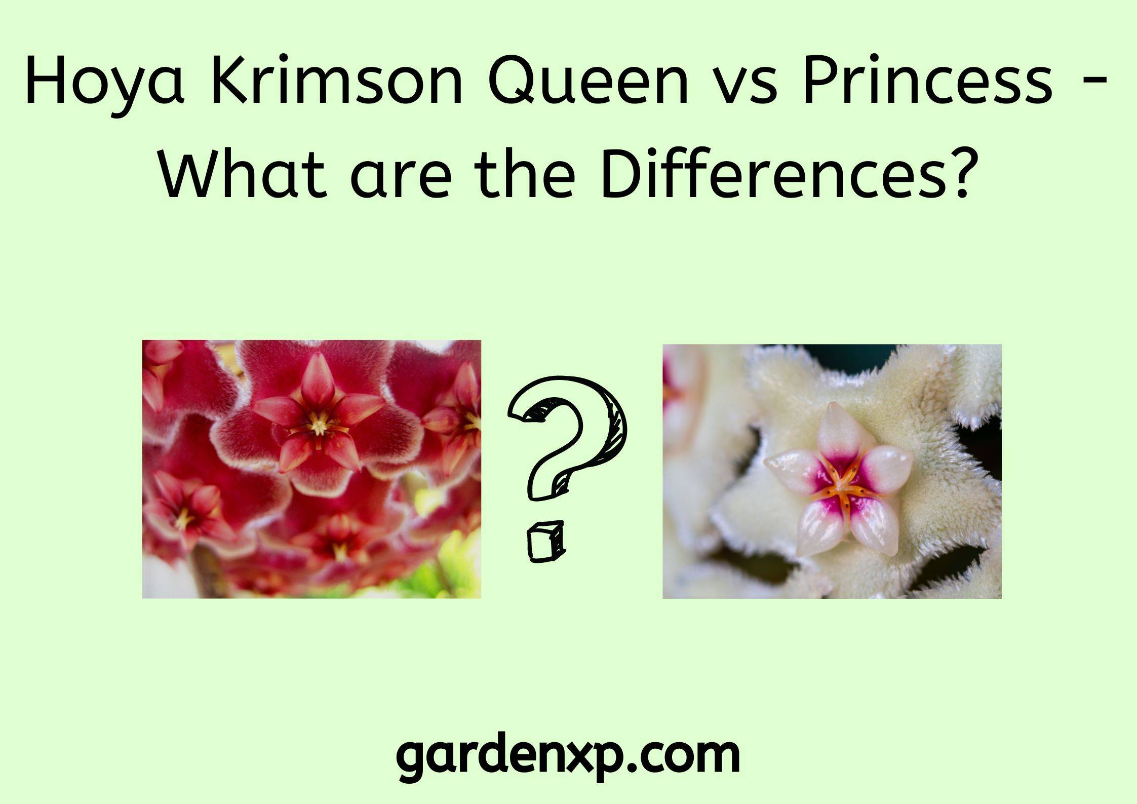 Hoya Krimson Queen vs Princess - What are the Differences?