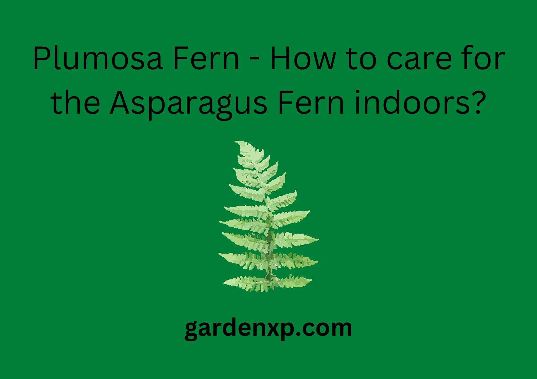 Plumosa Fern - How to care for the Asparagus Fern indoors?