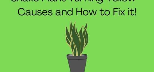 Snake Plant Turning Yellow - Causes and How to Fix it!