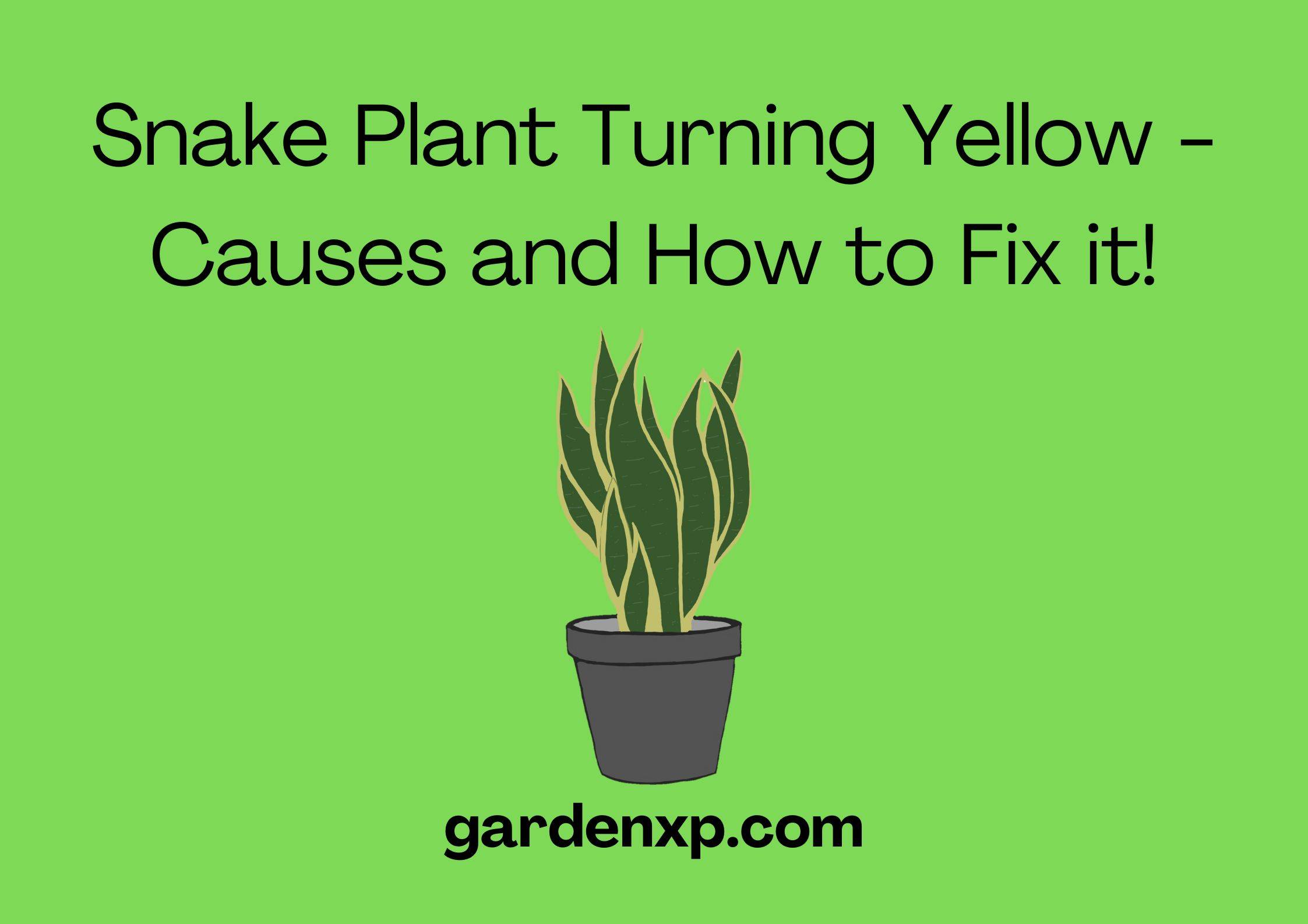 Snake Plant Turning Yellow - Causes and How to Fix it!