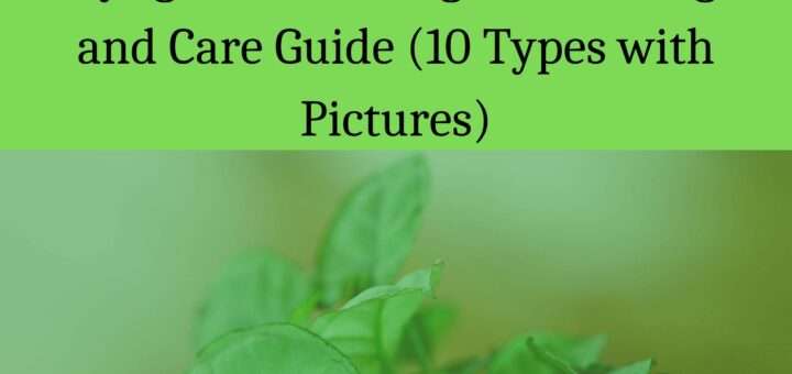 Syngonium Variegata Growing and Care Guide (10 Types with Pictures)