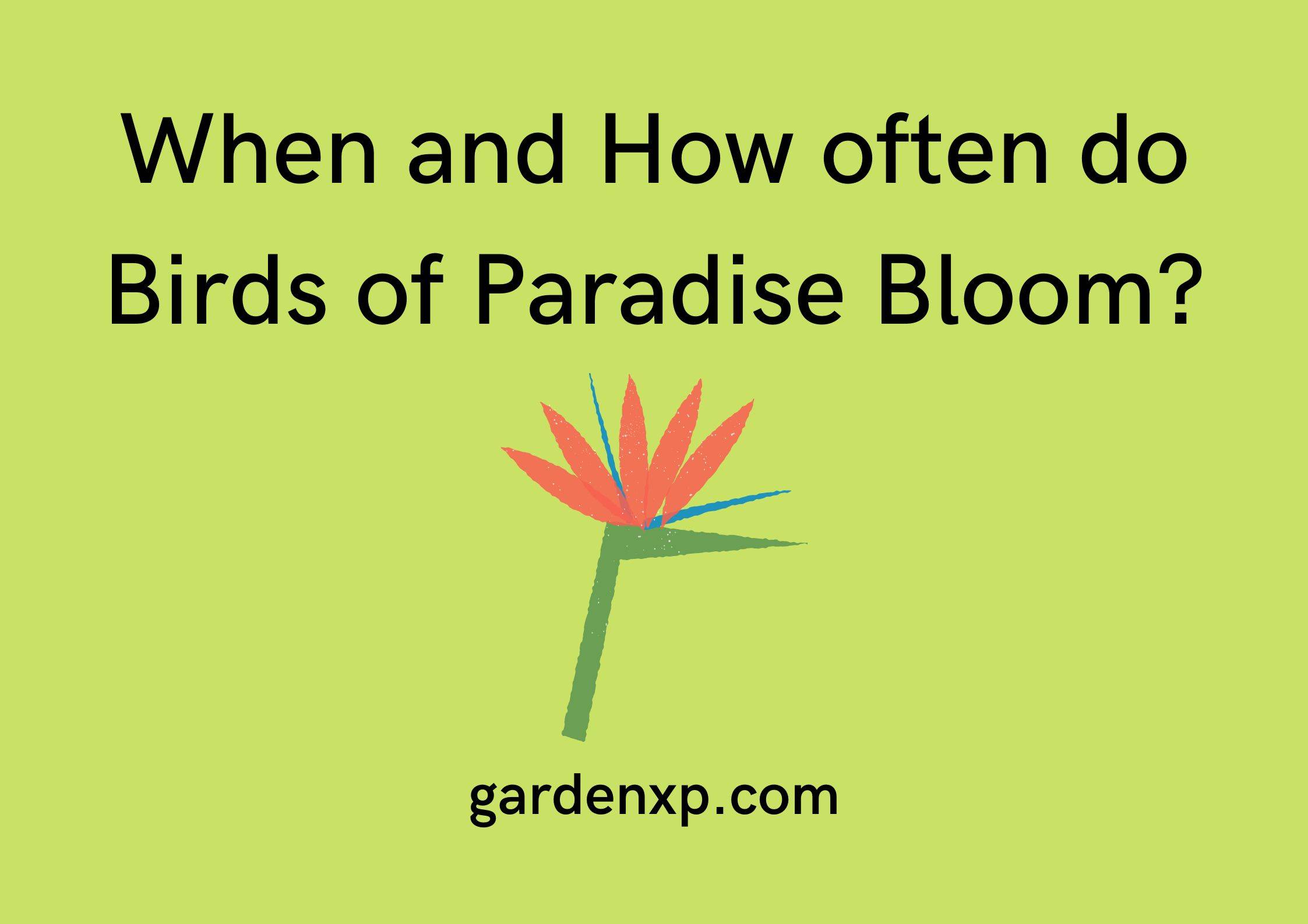 When and How often do Birds of Paradise Bloom?