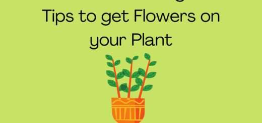 ZZ Plant Flowering - 10 Tips to get Flowers on your Plant