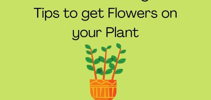 ZZ Plant Flowering - 10 Tips to get Flowers on your Plant