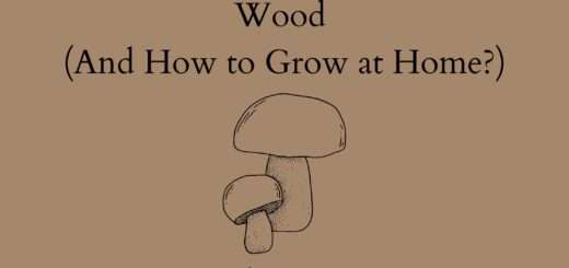 10 Edible Mushrooms that Grow on Wood (And How to Grow at Home?)