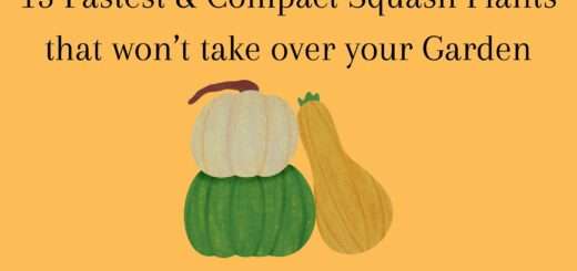 15 Fastest and Compact Squash Plants that won’t take over your Garden