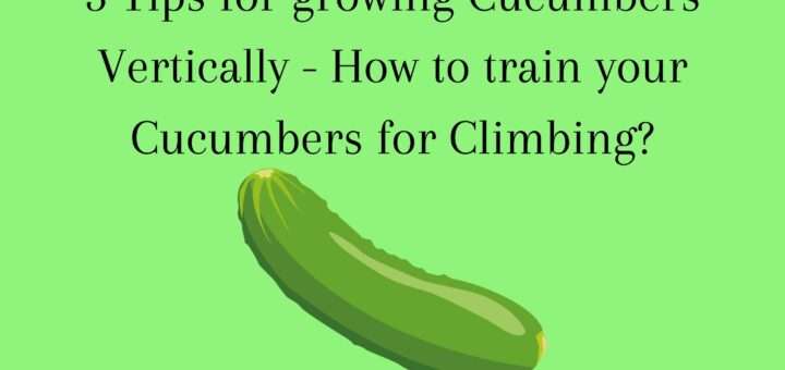 3 Tips for growing Cucumbers Vertically - How to train your Cucumbers for Climbing?