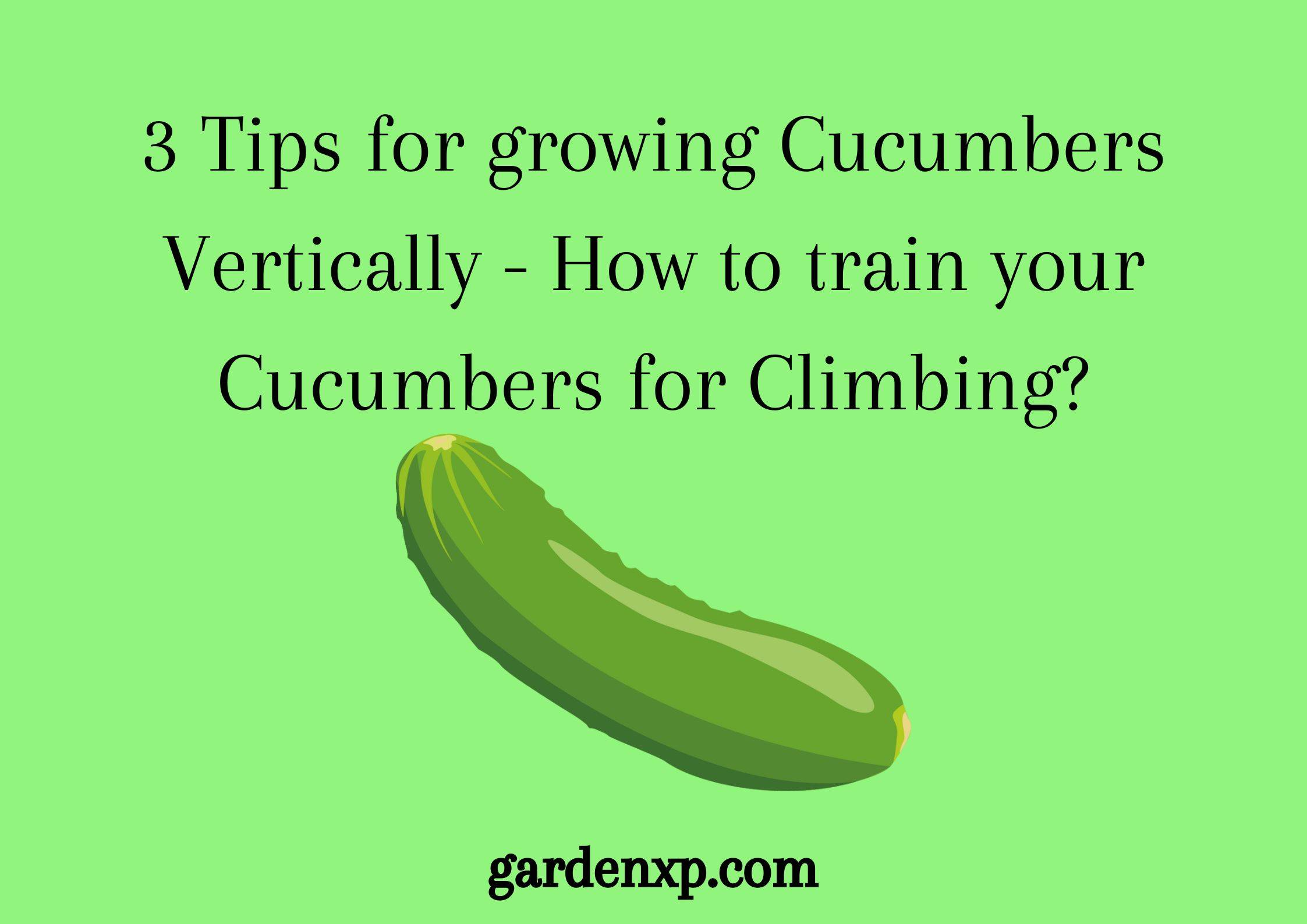 3 Tips for growing Cucumbers Vertically - How to train your Cucumbers for Climbing?