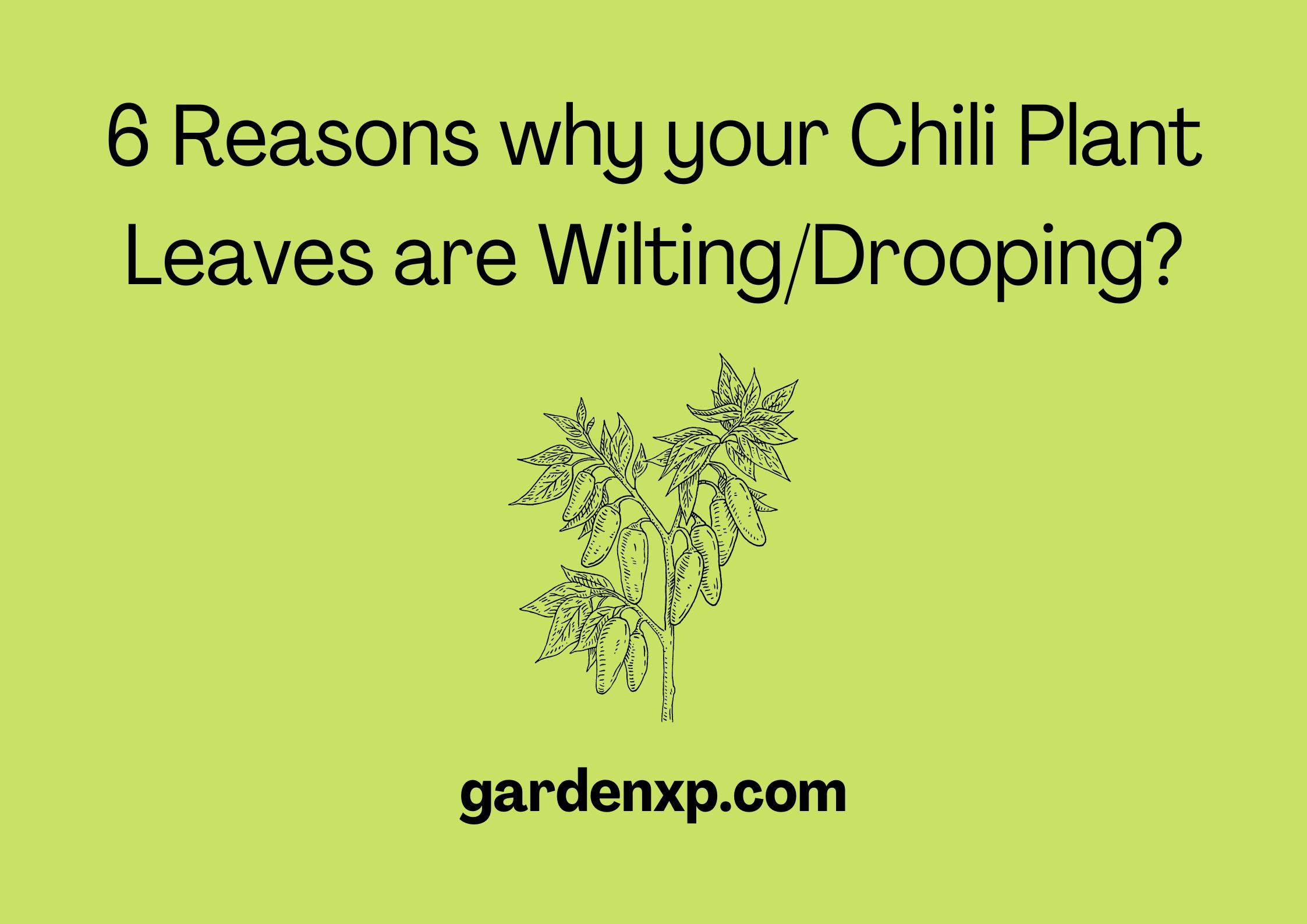 6 Reasons why your Chili Plant Leaves are Wilting/Drooping?