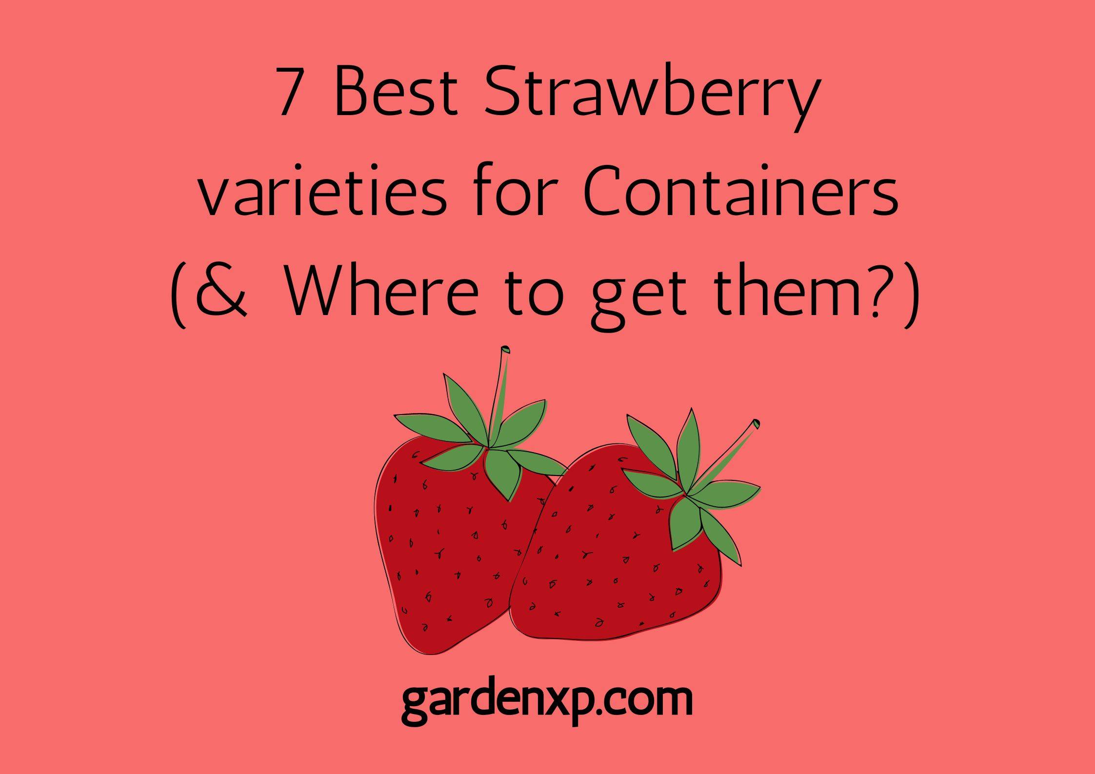7 Best Strawberry varieties for Containers (& Where to get them?)