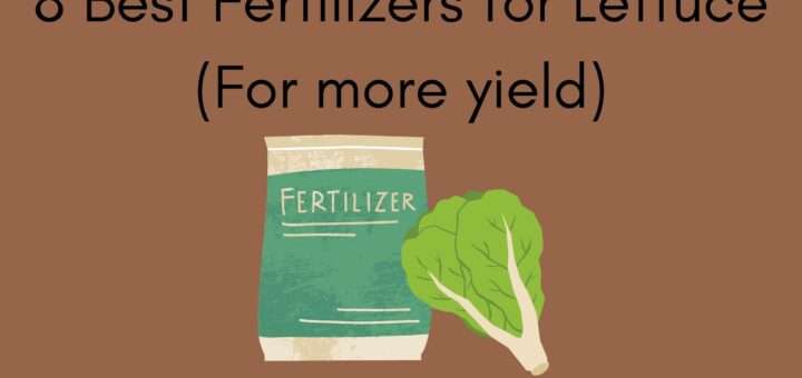 8 Best Fertilizers for Lettuce (For more yield)