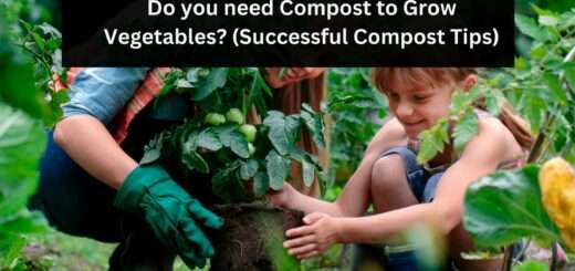 Do you need Compost to Grow Vegetables? (Successful Compost Tips)