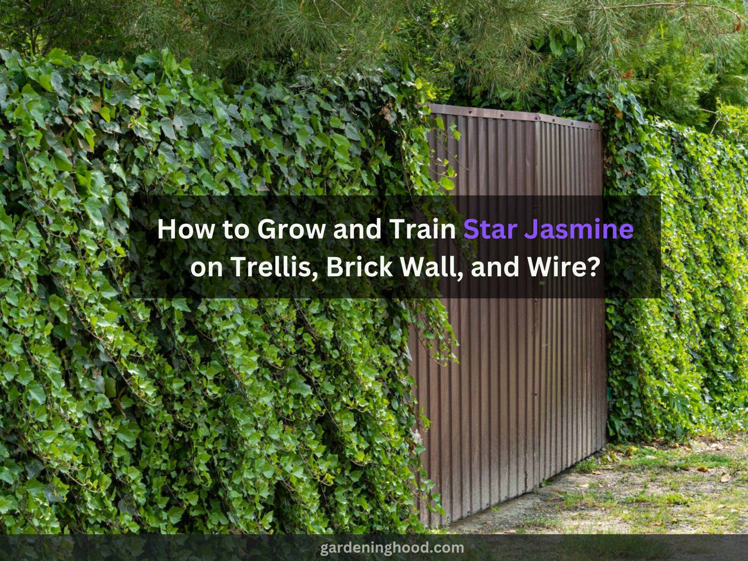 How to Grow and Train Star Jasmine on Trellis, Brick Wall, and Wire?