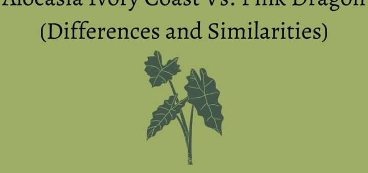 Alocasia Ivory Coast Vs Pink Dragon (Differences and Similarities)