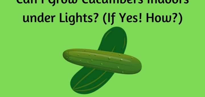 Can I Grow Cucumbers Indoors under Lights? (If Yes! How?)