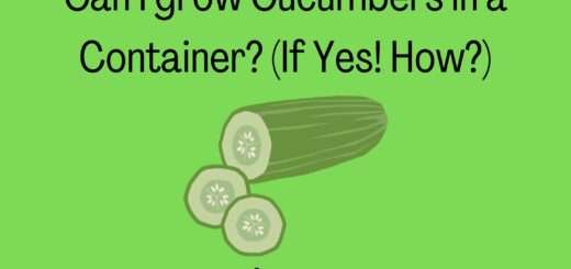 Can I grow Cucumbers in a Container? (If Yes! How?)