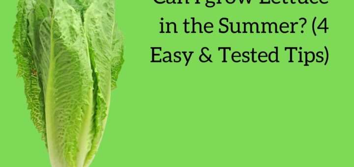 Can I grow Lettuce in the Summer? (4 Easy & Tested Tips)