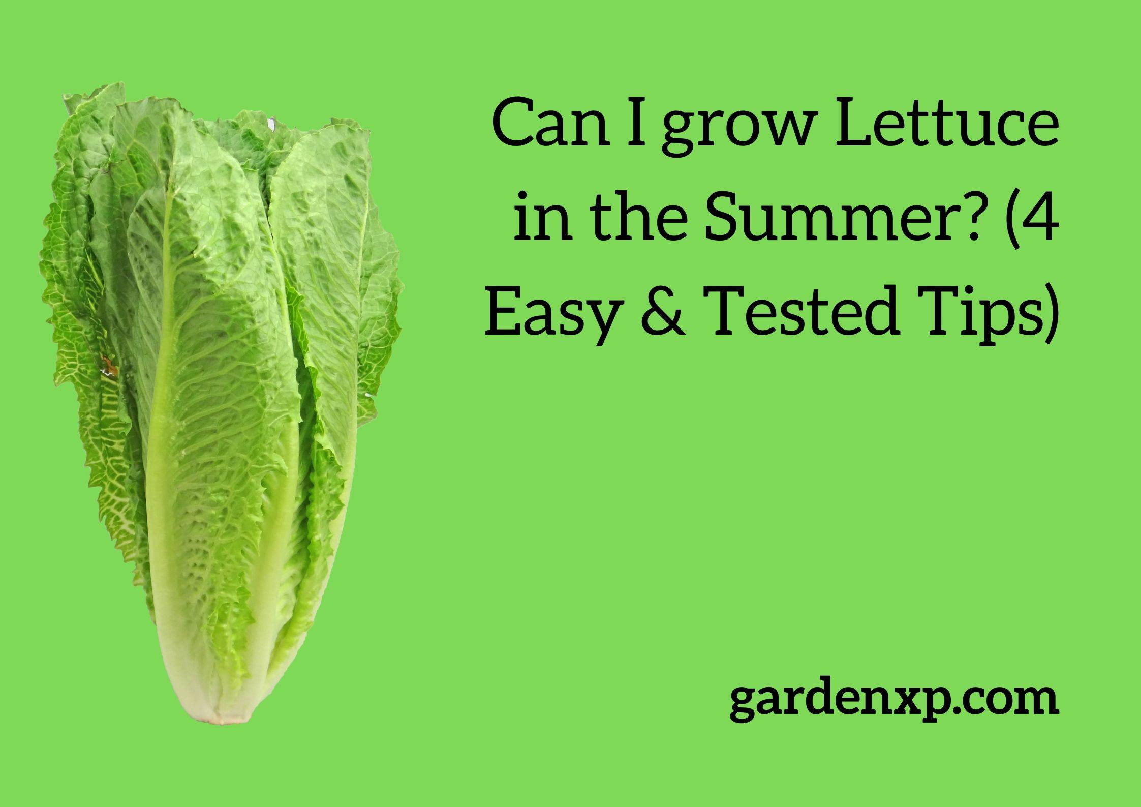 Can I grow Lettuce in the Summer? (4 Easy & Tested Tips)