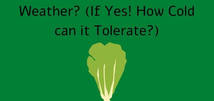 Can Lettuce grow in Cold Weather? (If Yes! How Cold can it Tolerate?)