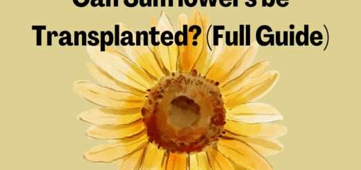 Can Sunflowers be Transplanted? (Full Guide)