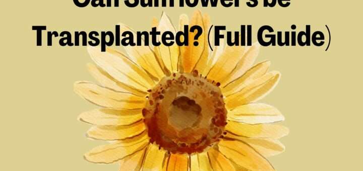 Can Sunflowers be Transplanted? (Full Guide)