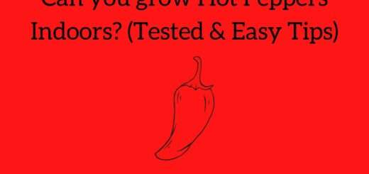 Can you grow Hot Peppers Indoors? (Tested & Easy Tips)