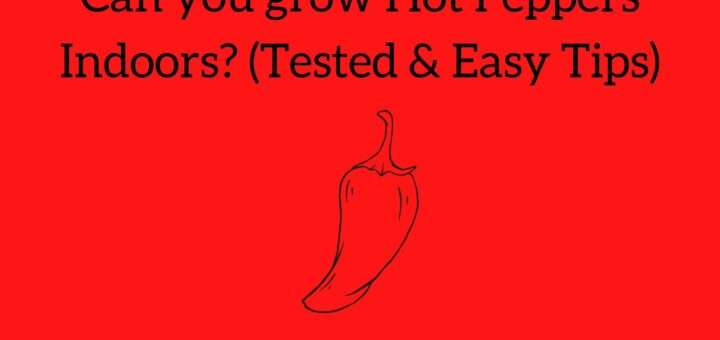 Can you grow Hot Peppers Indoors? (Tested & Easy Tips)