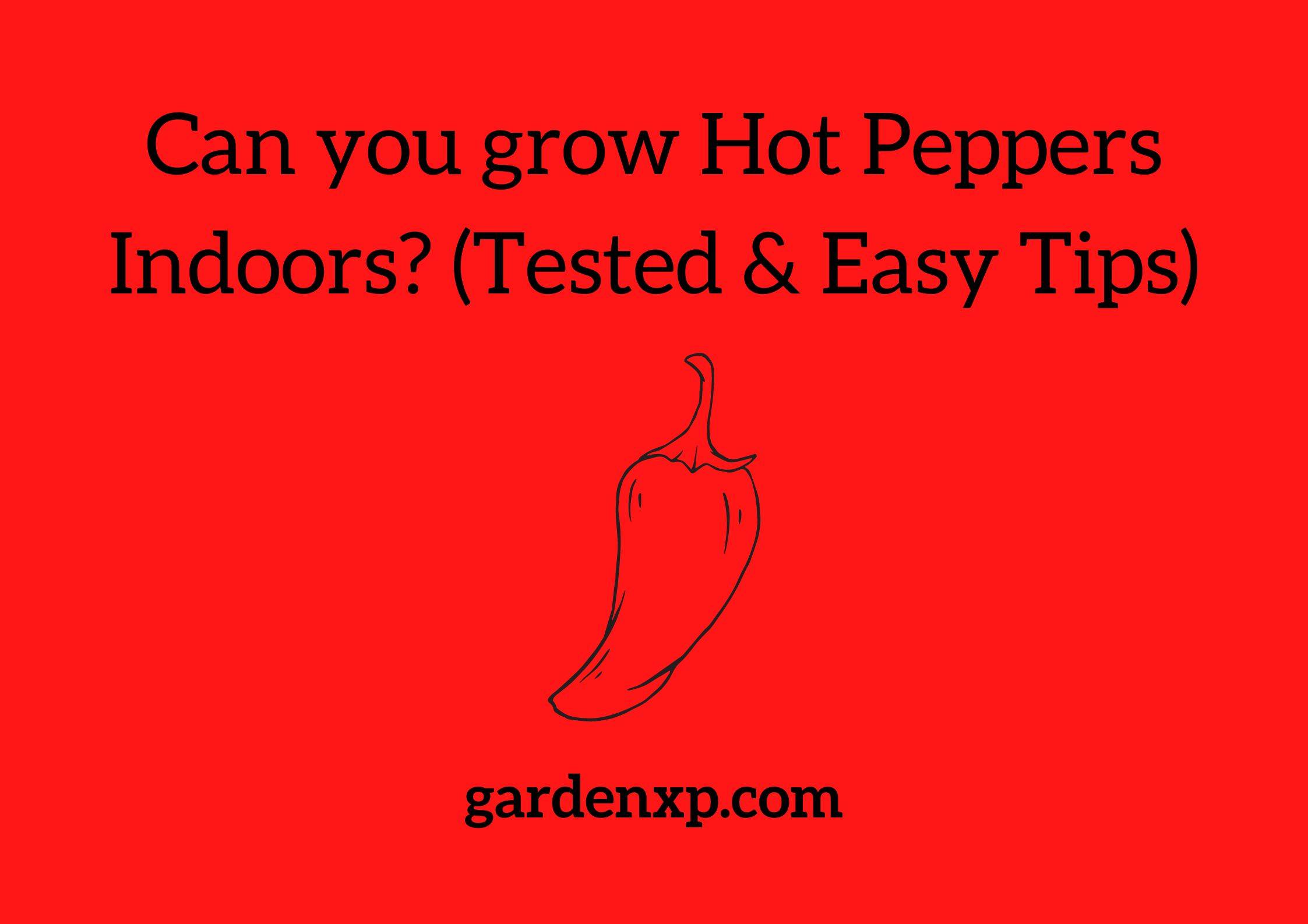 Can you grow Hot Peppers Indoors? (Tested & Easy Tips)