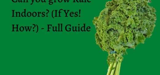 Can you grow Kale Indoors? (If Yes! How?) - Full Guide