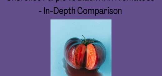 Cherokee Purple vs Black Krim Tomatoes - In-Depth Comparison