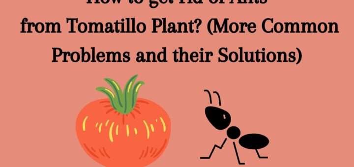 How to get rid of Ants from Tomatillo Plant? (More Common Problems and their Solutions)