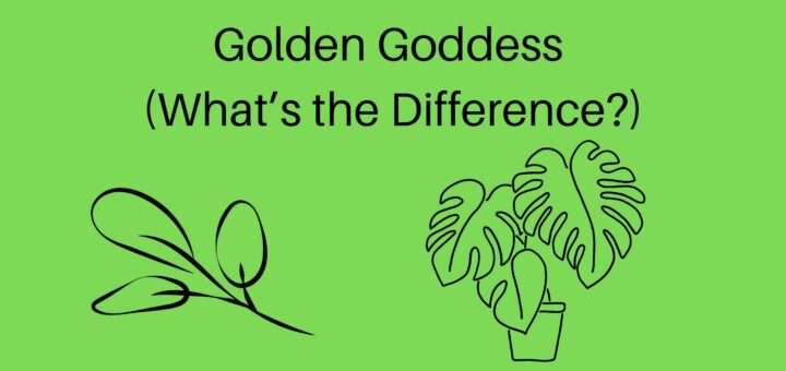 Philodendron Thai Sunrise Vs Golden Goddess (What’s the Difference?)