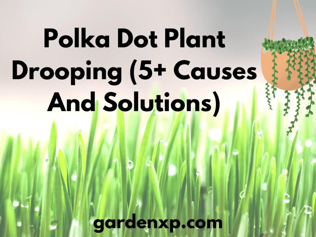 Polka Dot Plant Drooping (5+ Causes And Solutions)