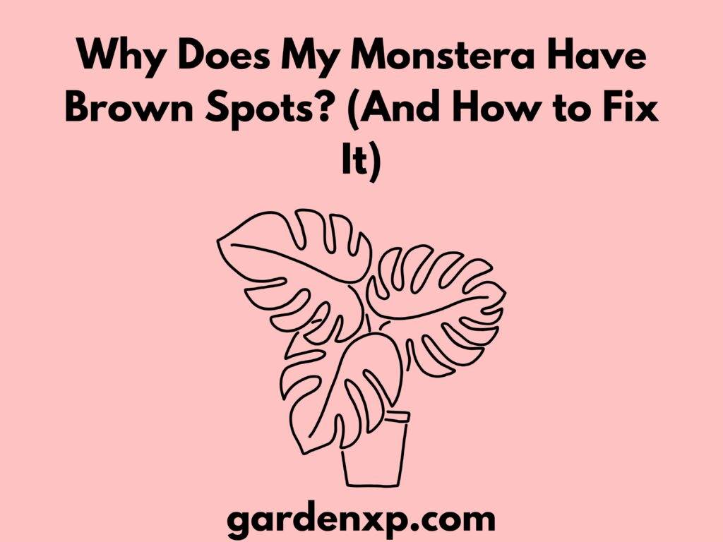 why-does-my-monstera-have-brown-spots-and-how-to-fix-it