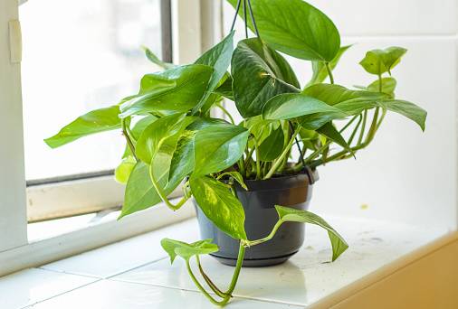 Save Overwatered Pothos 
